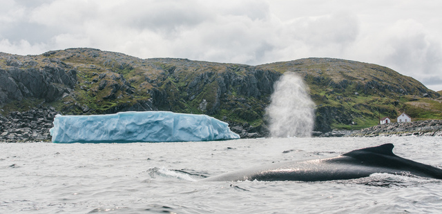 Newfoundland whales & icebergs